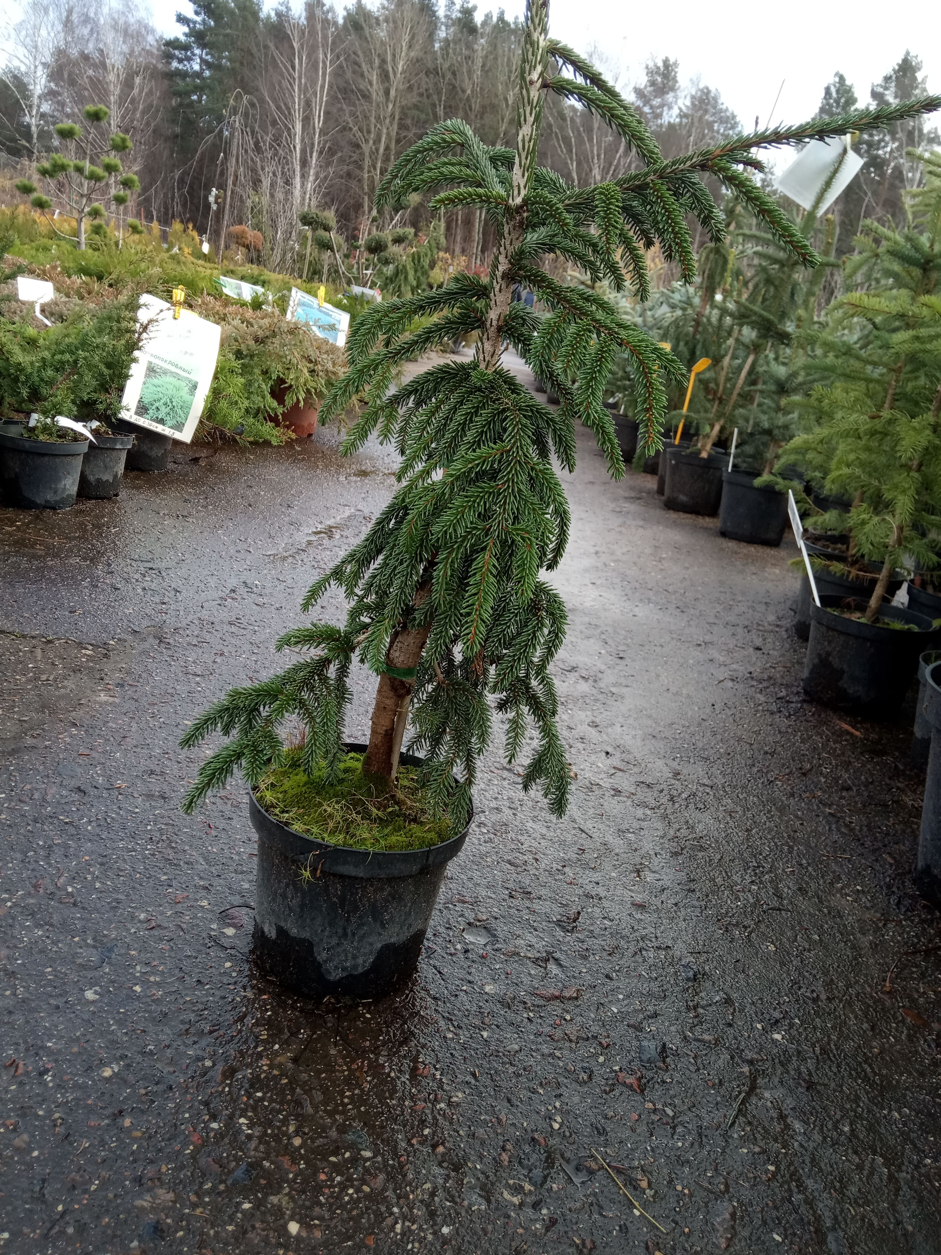 Ель восточная Ауреоспиката  Picea orientalis Aureospicatа