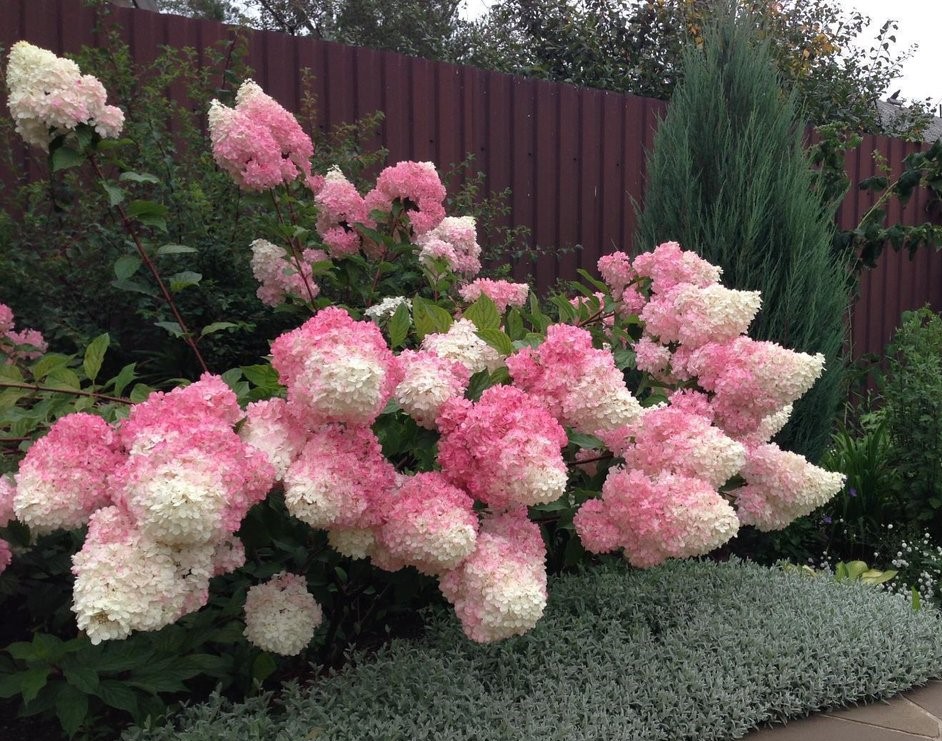 Гортензия метельчатая Фрайз мельба (Hydrangea paniculata 'Fraise Melba) , С5, выс:70 см