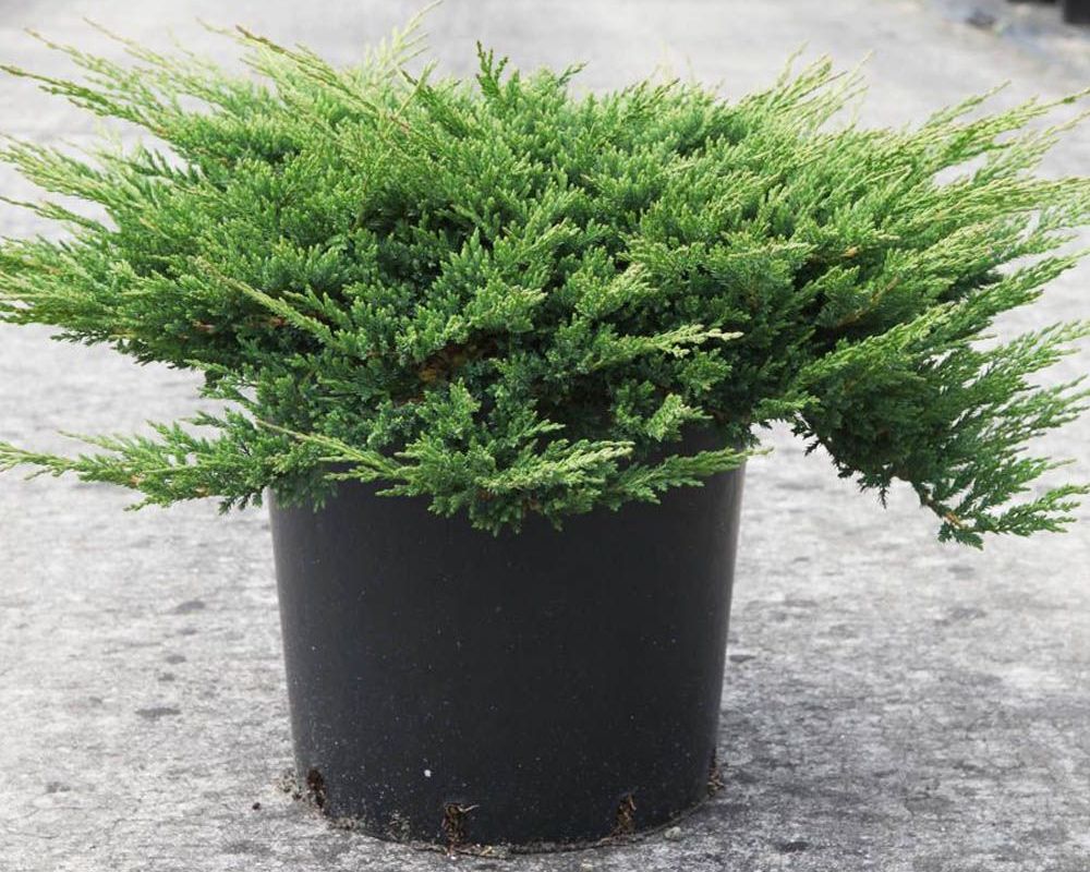 Можжевельник горизонтальный  Принц Уэльский  (Juniperus horizontalis &lsquo;Prince of Wales&rsquo;), С7,5, диам 40-65см