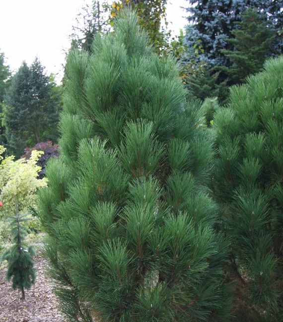 Сосна черная Грин Тауэр (Pinus nigra Green Tower), С35, выс: 130-150 см