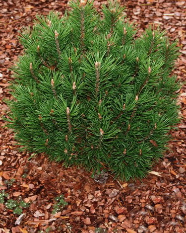 Сосна горная Грюн Кугель / Кюгель (Pinus mugo Grune Kugel), С5, выс:30-40см