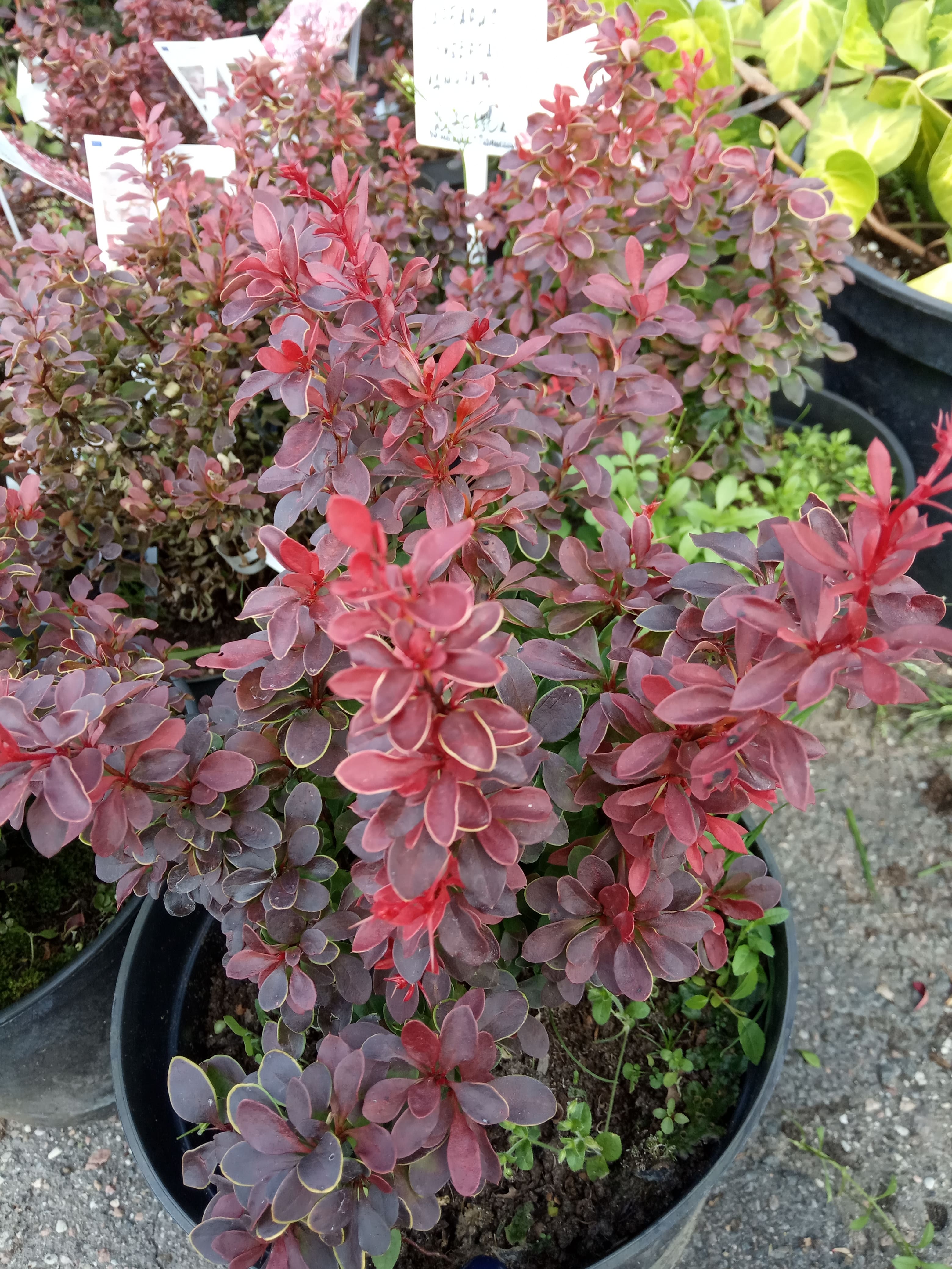 Барбарис Тунберга Адмирейшн (Berberis thunbergii Admiration)