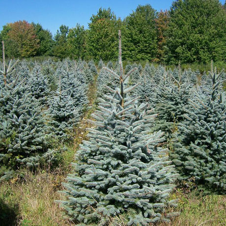 Ель колючая Глаука (Picea pungens Glauca) С35, выс:150 см