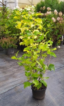Пузыреплодник калинолистный Лютеус (Physocarpus opulifolius  'Luteus'), С2, выс:60-70см