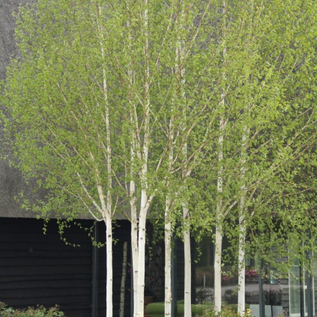 Береза полезная Жакмана (Betula utilis 'Jacquemontii'), С35, выс: 300 см  