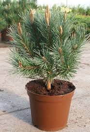 Сосна сильвестрис Ватерери (Pinus sylvestris &lsquo;Watereri&rsquo;), С5, выс:90-100см