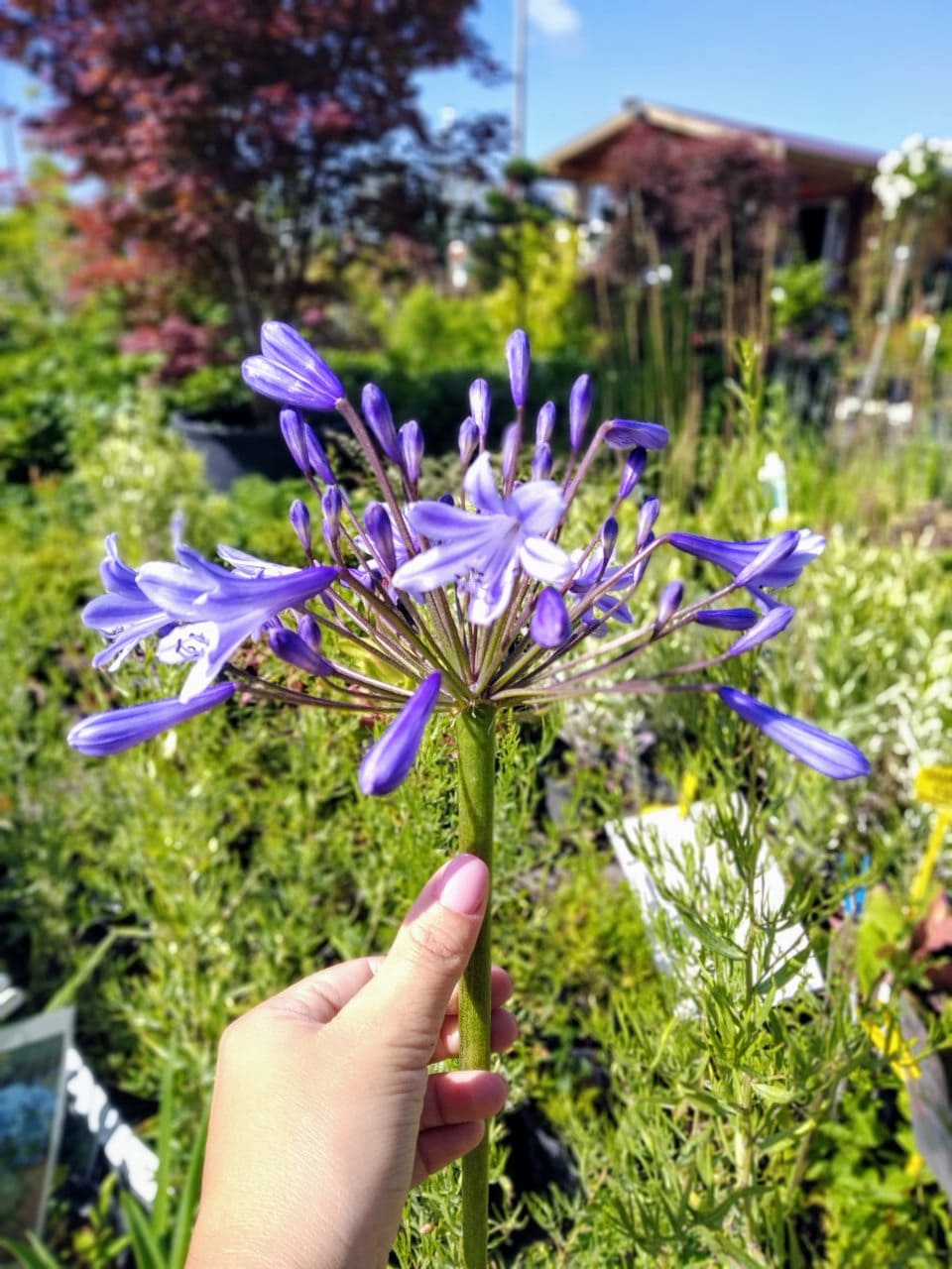 Агапантус Донау (Agapanthus Donau)