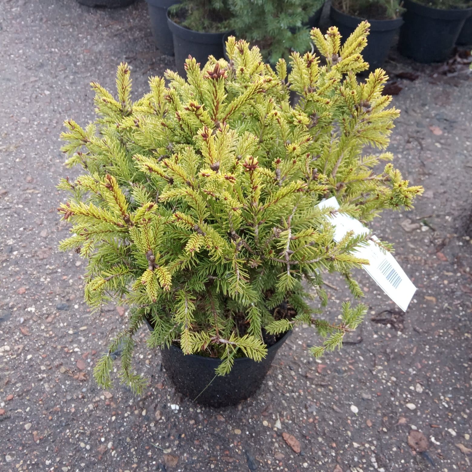 Ель обыкновенная Барри  Picea abies Barryi