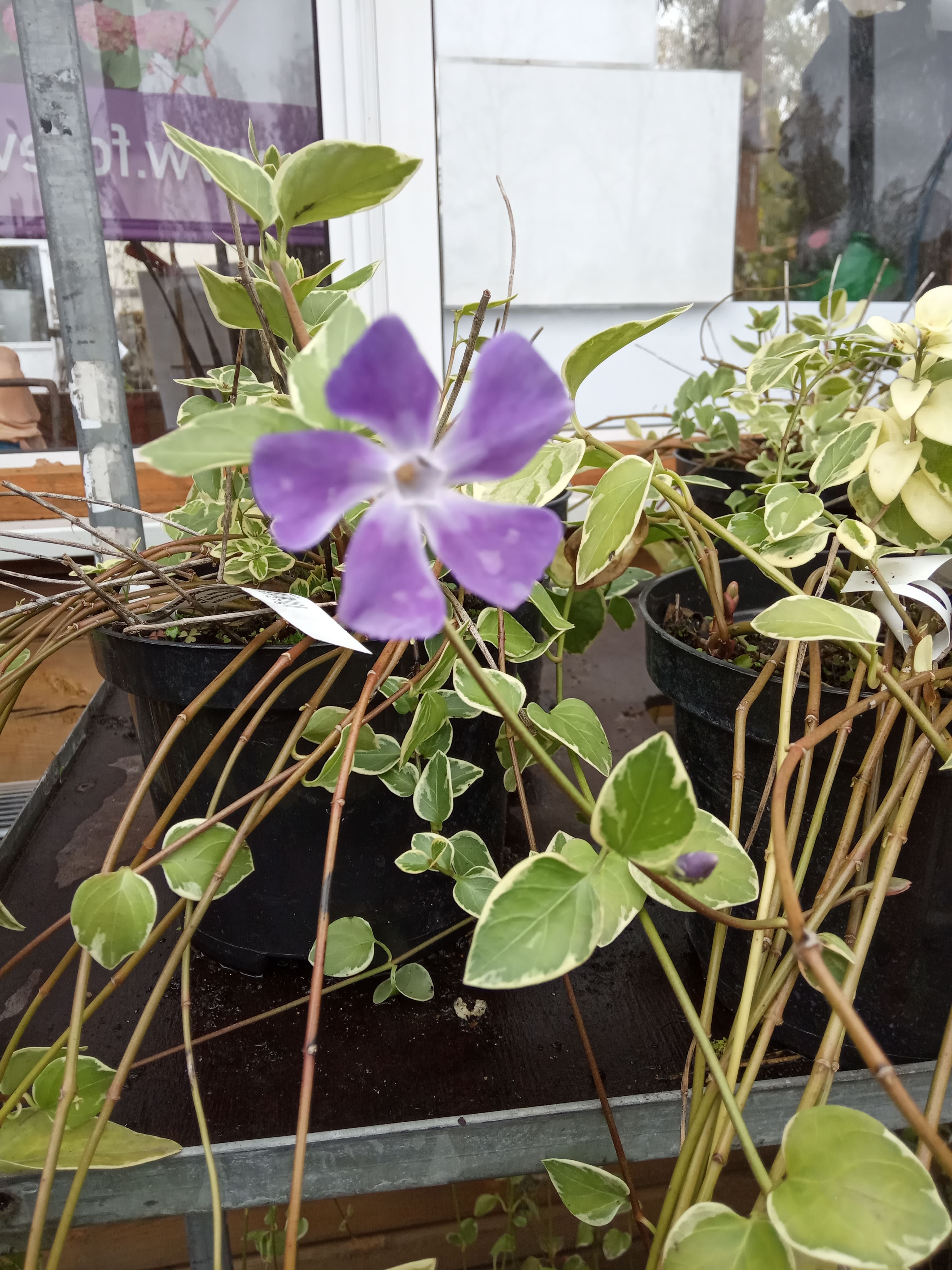 Барвинок большой Вариегата&nbsp; (Vinca major Variegata)