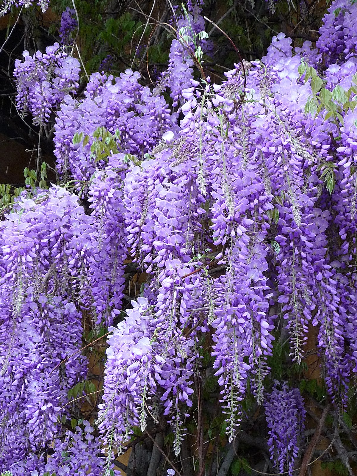 Вистерия Флорибунда (Wisteria floribunda) С10 выс 150 см