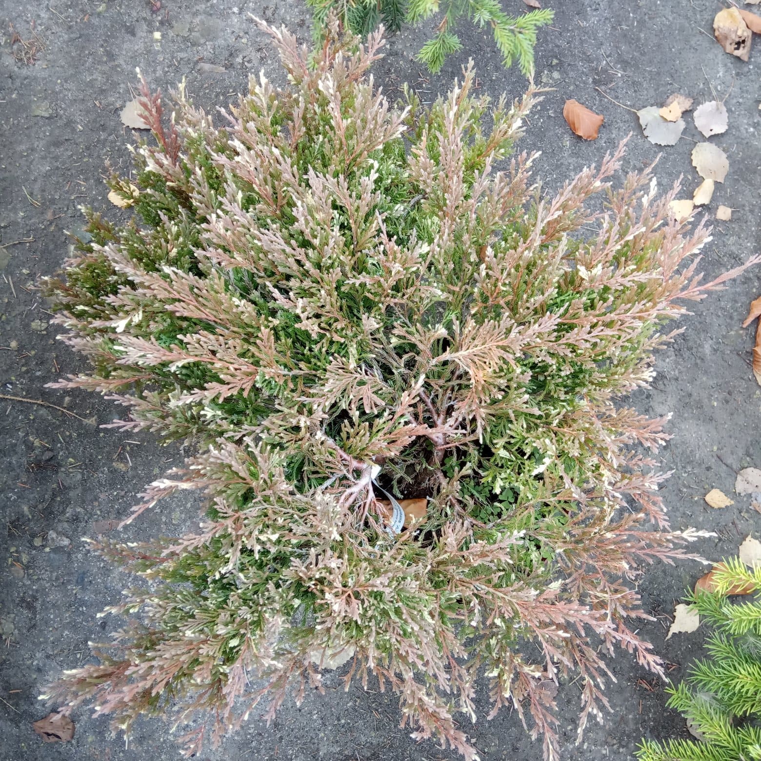 Можжевельник горизонтальный &laquo;Андорра Вариегата&raquo;  Juniperus horizontalis &laquo;Andorra Variegata&raquo;