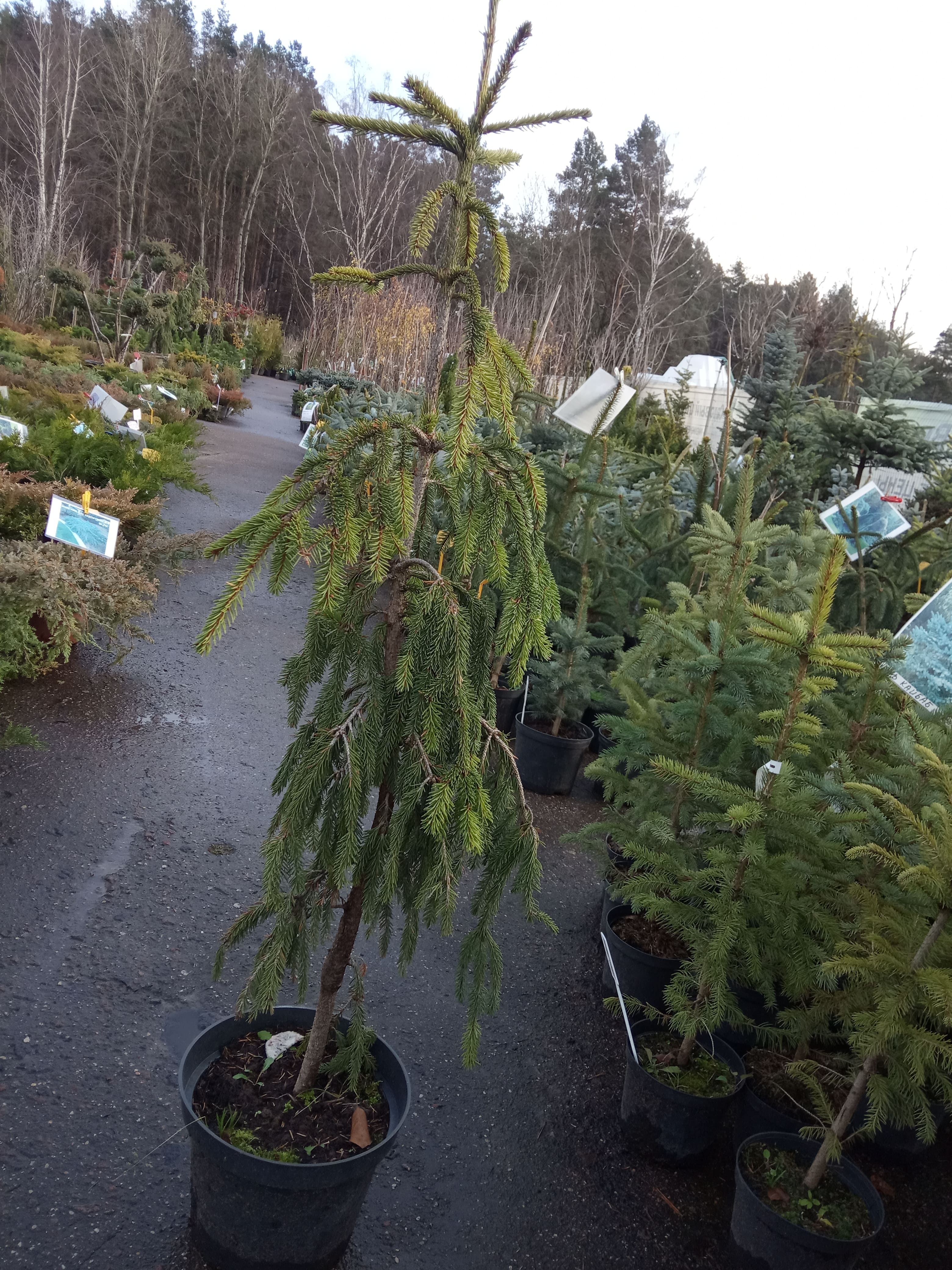 Ель обыкновенная Фробург  Picea abies Frohburg