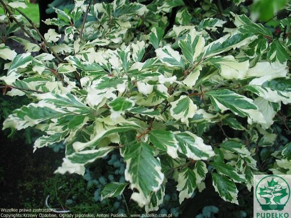 Бук лесной Сильвервуд (Fagus sylvatica Silverwood), С10, выс: 250 см
