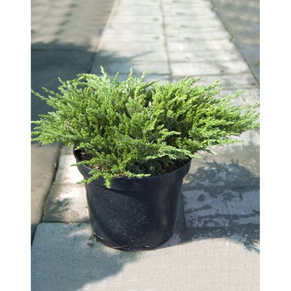 Можжевельник горизонтальный  Принц Уэльский  (Juniperus horizontalis &lsquo;Prince of Wales&rsquo;), С3, диам:25-35см