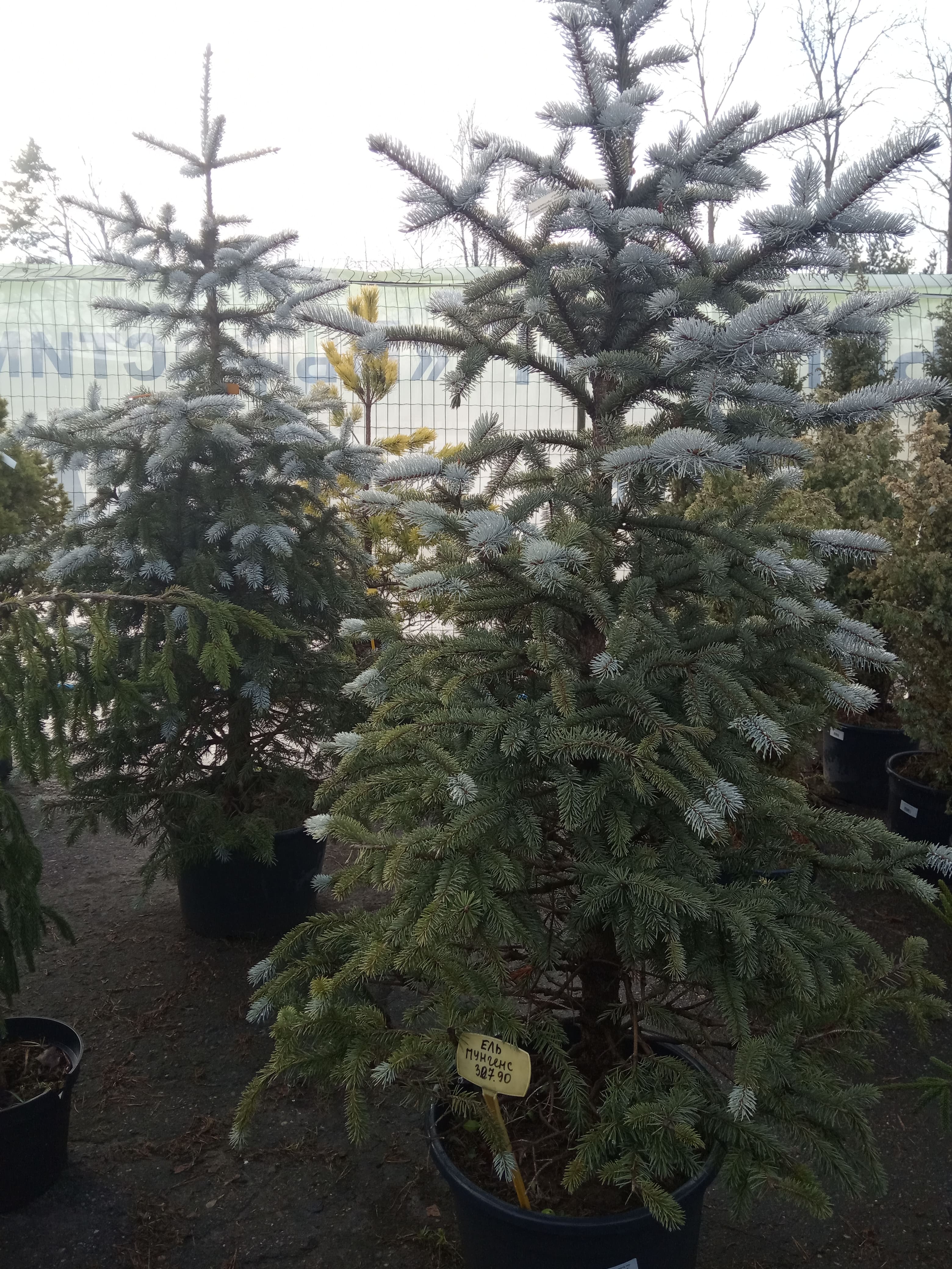 Ель колючая Фат Альберт,  Picea pungens Fat Albert, С7, выс:70-110 см