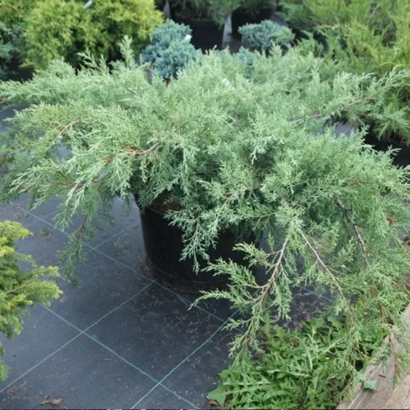 Можжевельник виргинский Хец (Juniperus virginiana Hetz), С7,5, диам:60-80см