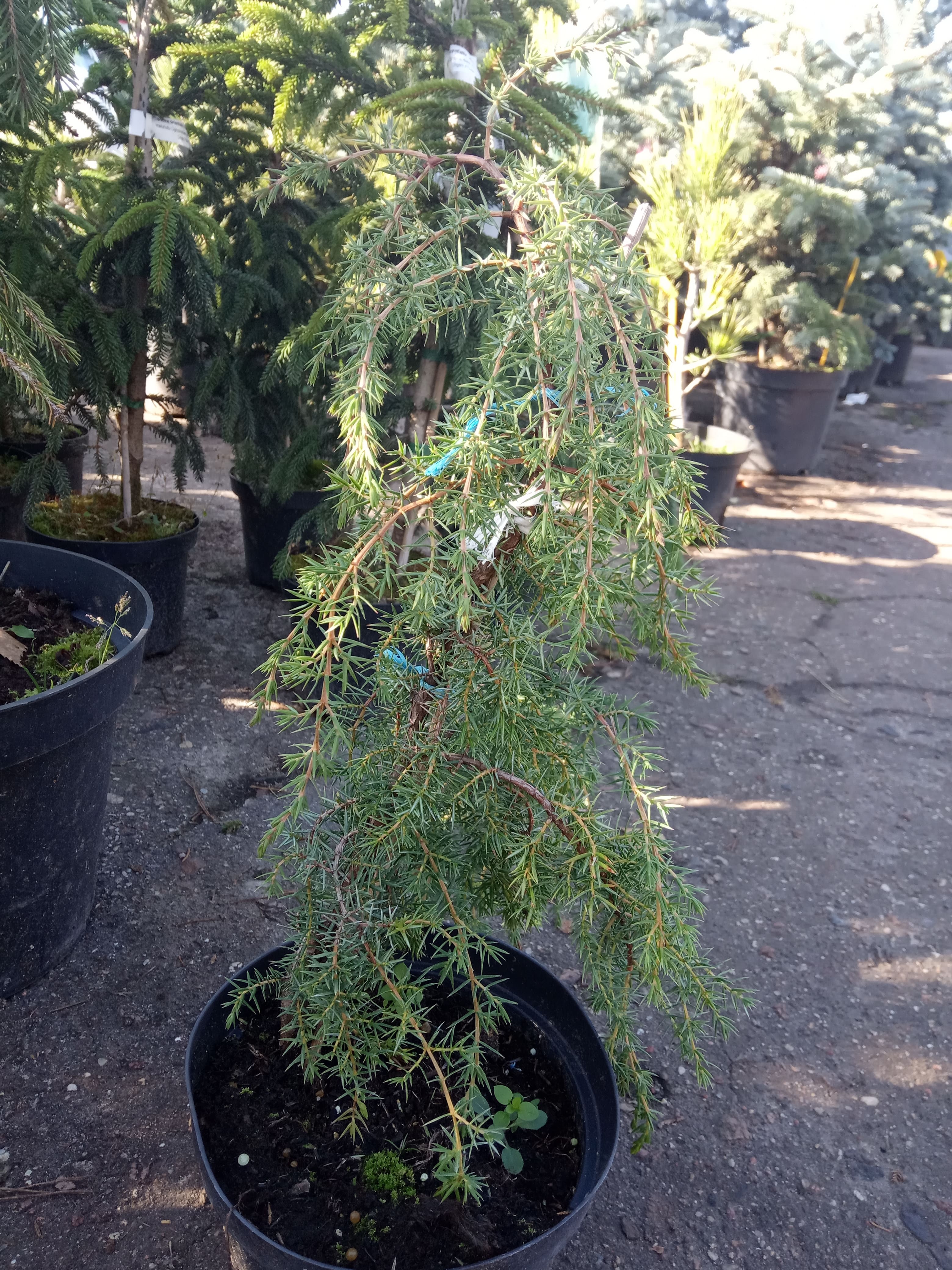 Можжевельник обыкновенный &laquo;Хорстманн&raquo;  Juniperus communis &laquo;Horstmann&raquo;
