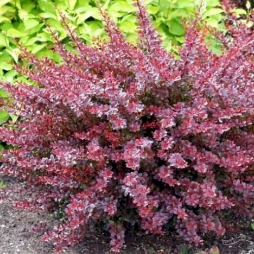 Барбарис тунберга Розетта (Berberis thunbergii Rosetta) С5 выс 70-80 см