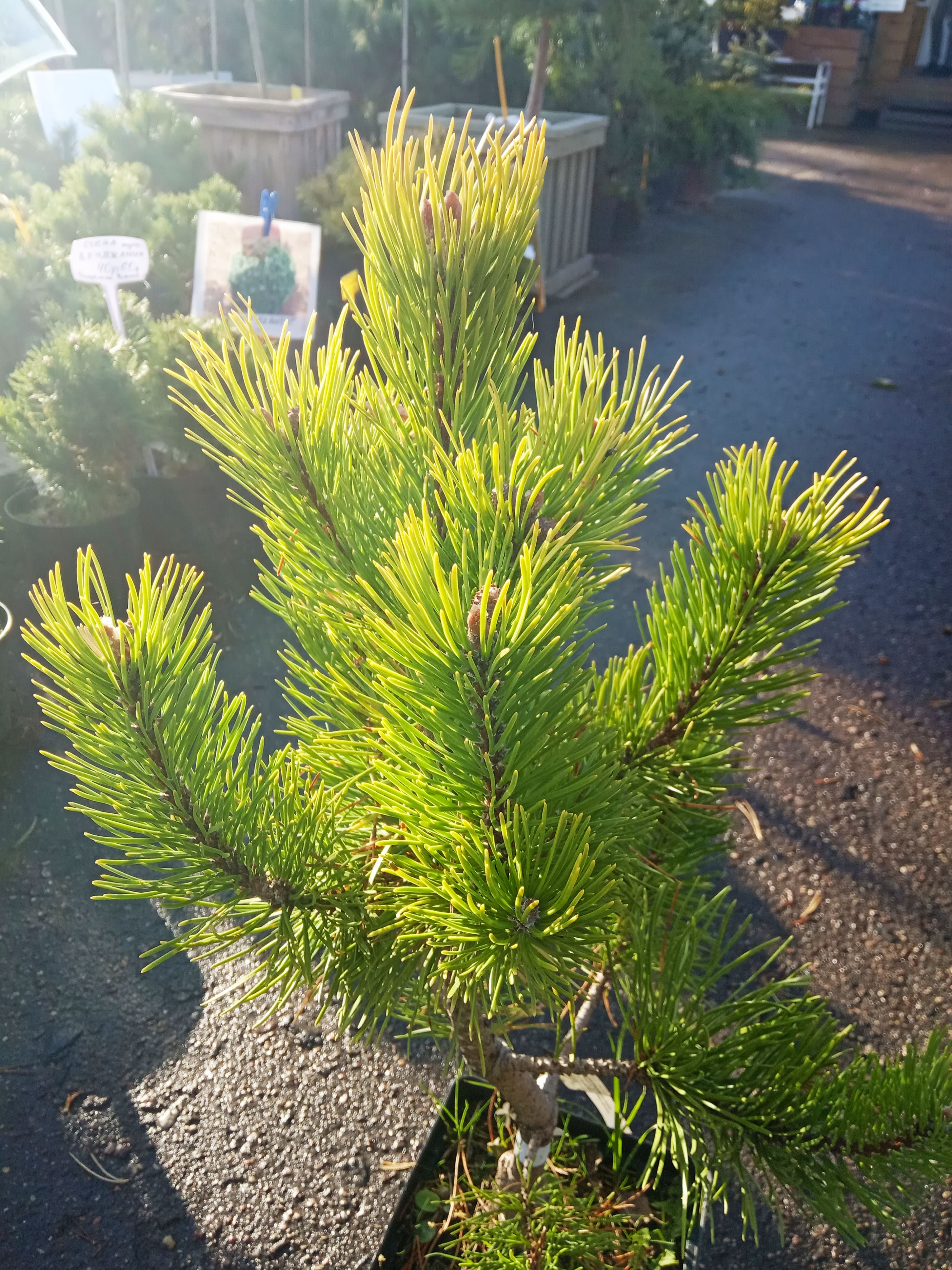Сосна горная Зюндерт Pinus mugo Zundert