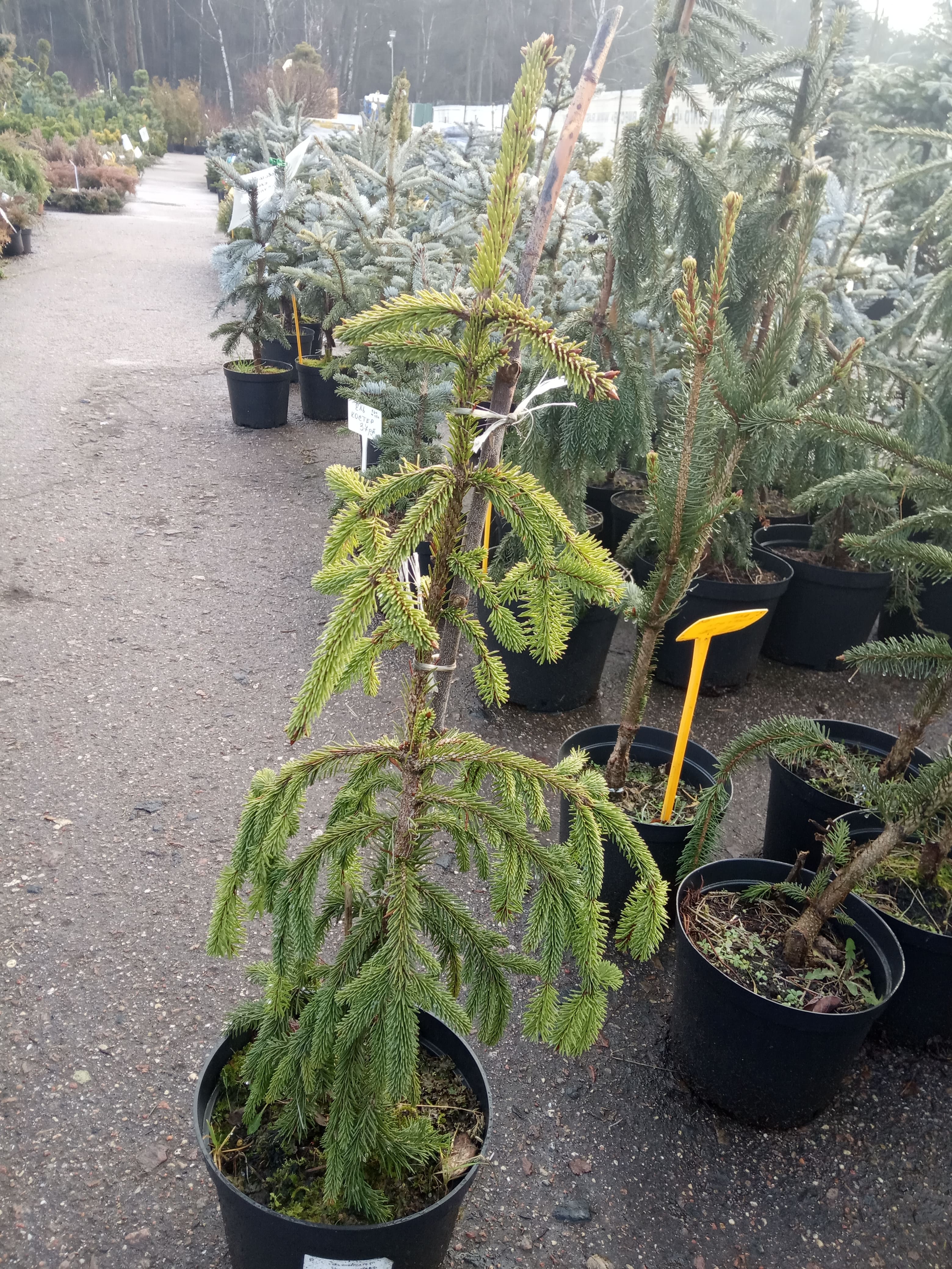 Ель обыкновенная Инверса  Picea abies Inversa