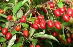 Гуми или лох многоцветковый (Elaeagnus multiflora) саженцы с открытой корневой системой