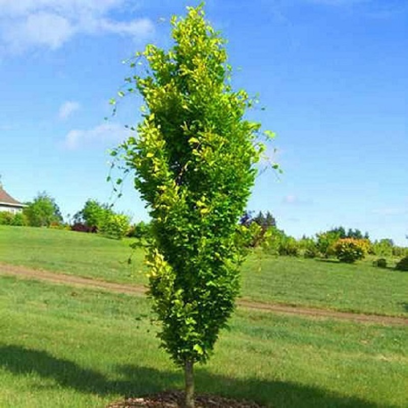 Бук лесной Давик Голд (Fagus sylvatica Dawyck Gold), С5, выс: 200-250 см