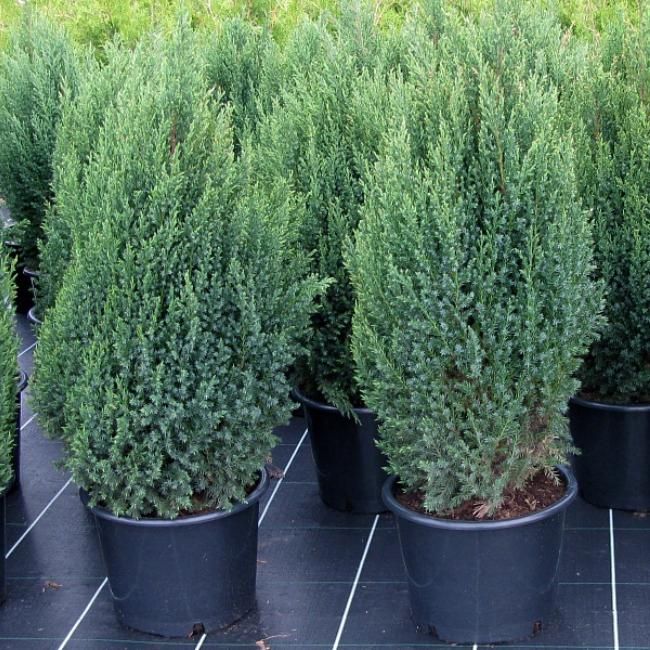 Можжевельник китайский Стрикта  (Juniperus  chinensis &lsquo;Stricta&rsquo;), С5, выс:60-100см