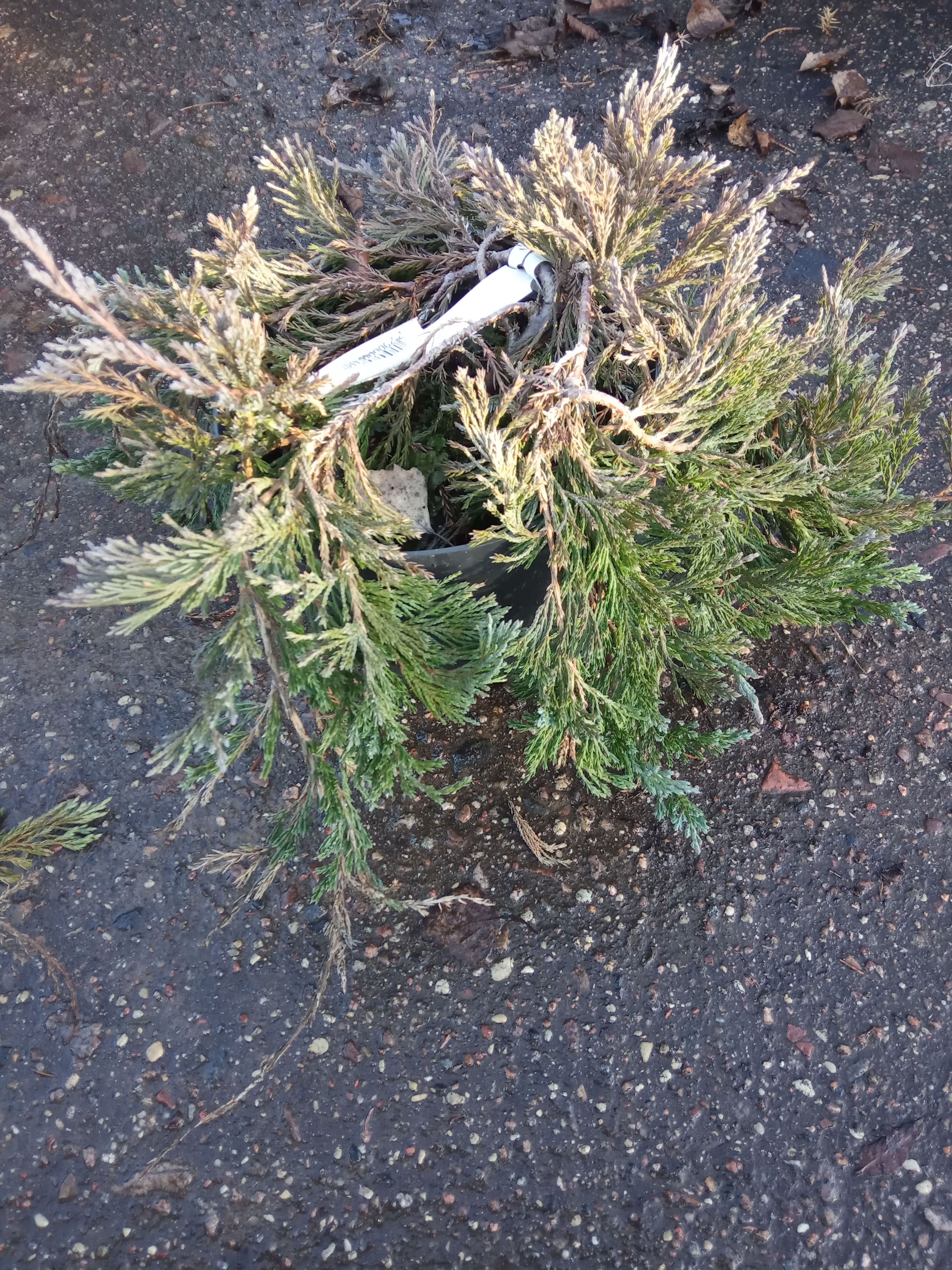 Можжевельник горизонтальный Глациер Juniperus horizontalis Glacier