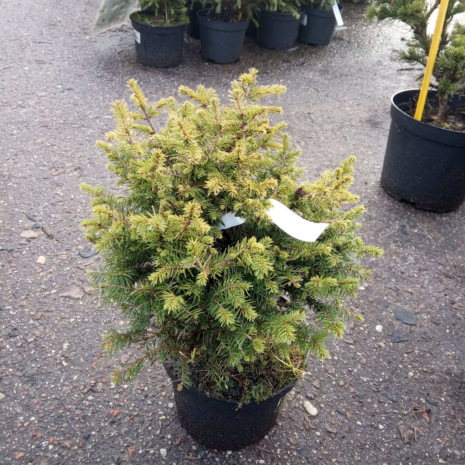 Ель Сербская  Picea Omorika