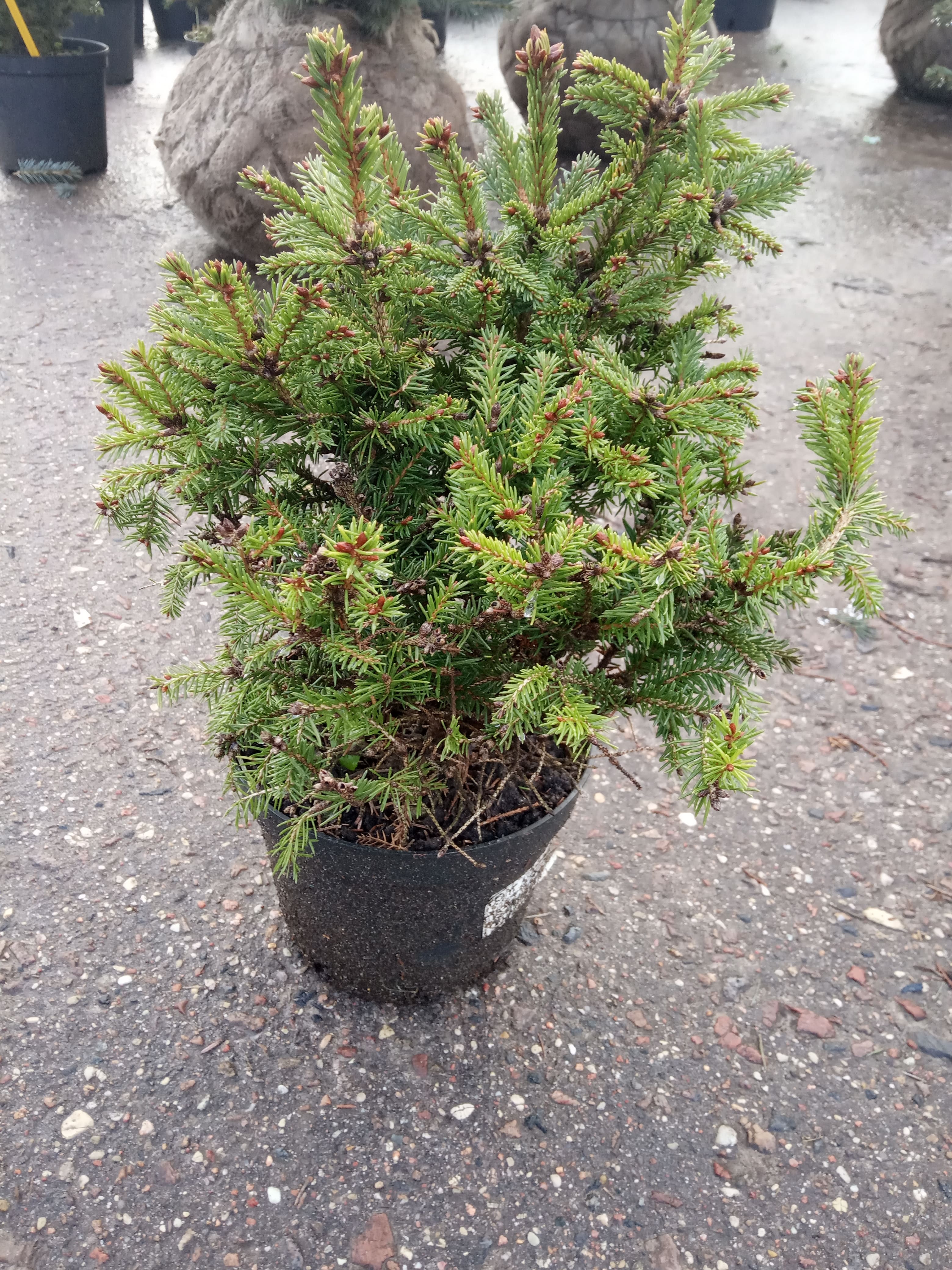Ель обыкновенная Охлендорфии  Picea abies Ohlendorffii