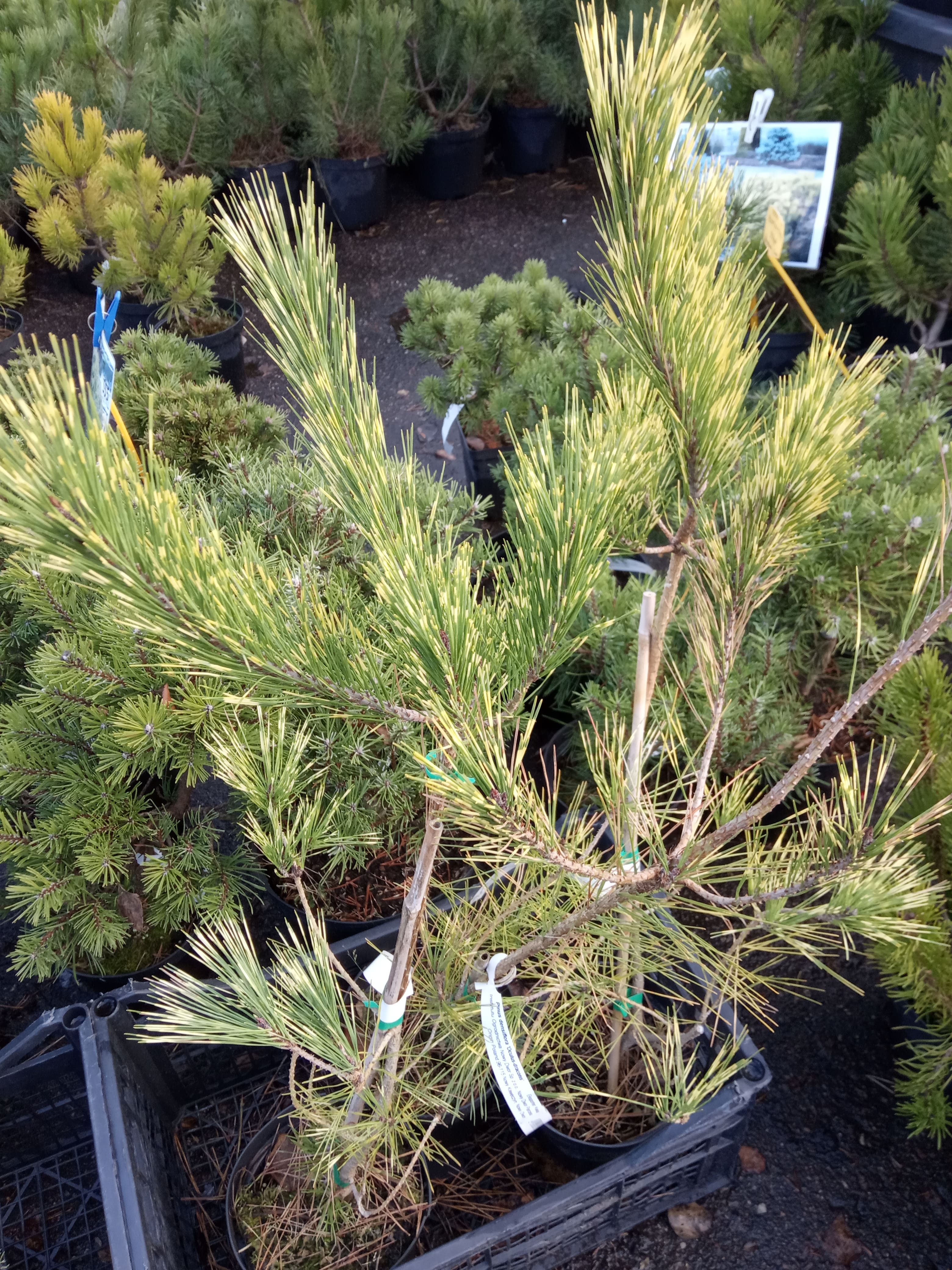 Сосна густоцветковая Окулюс-Драконис Pinus densiflora Oculus-draconis