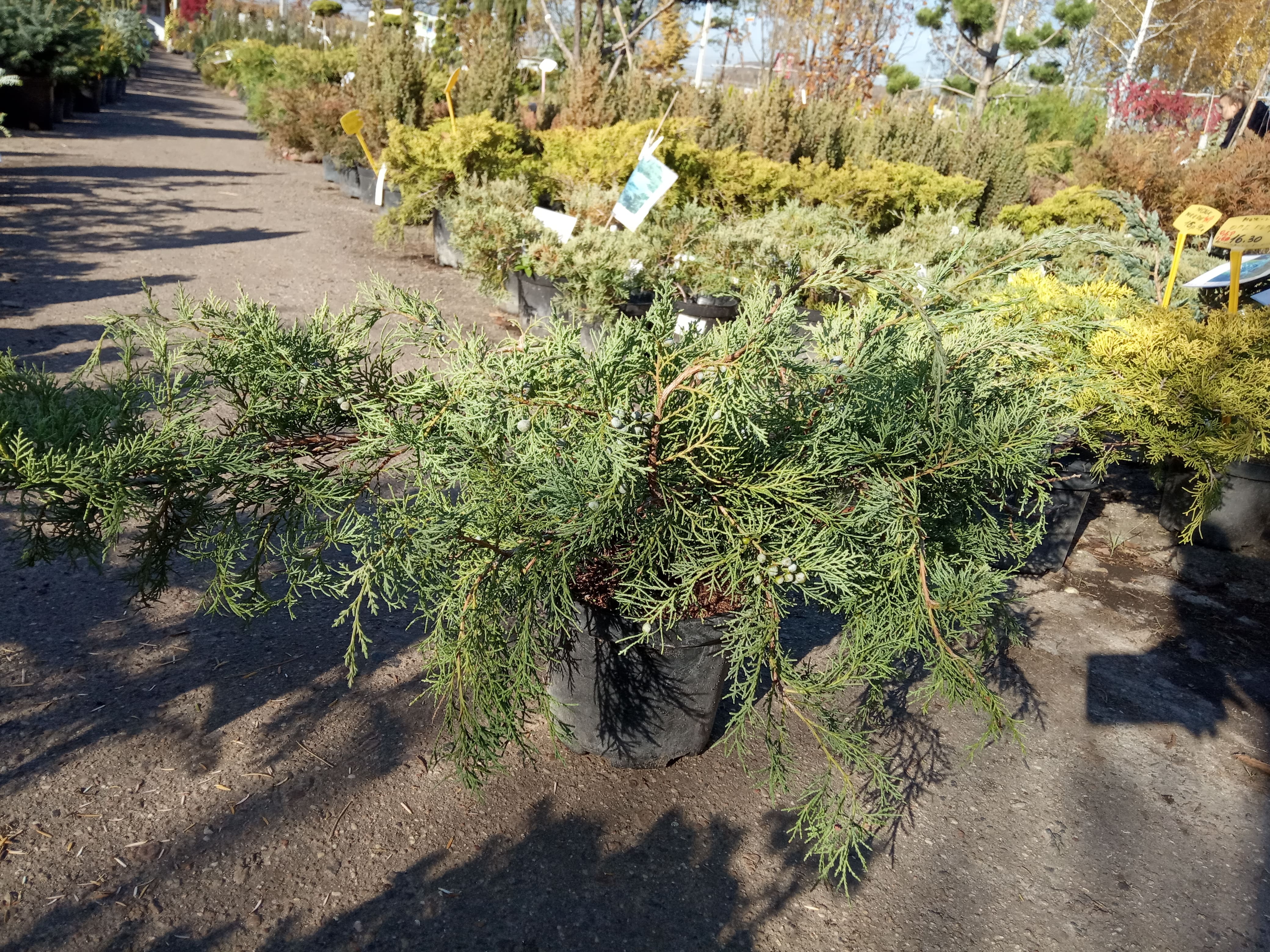 Можжевельник средний &laquo;Пфитцериана Глаука&raquo;  Juniperus x-media &laquo;Pfitzeriana Glauca&raquo;