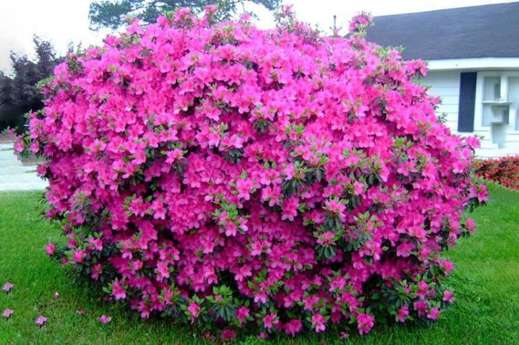 Азалия японская (Azalea japonica), С3