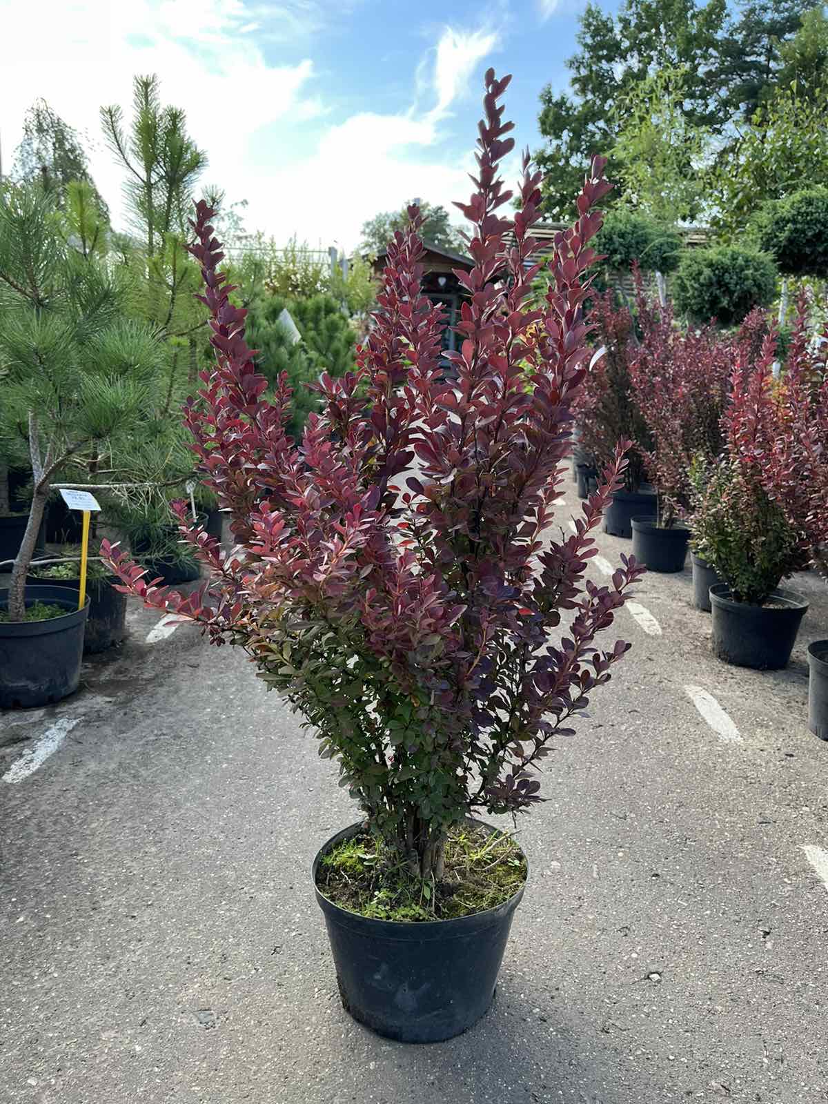 Барбарис тунберга Ред Пиллар (Berberis thunbergii Red Pillar) С5 выс 80-90 см