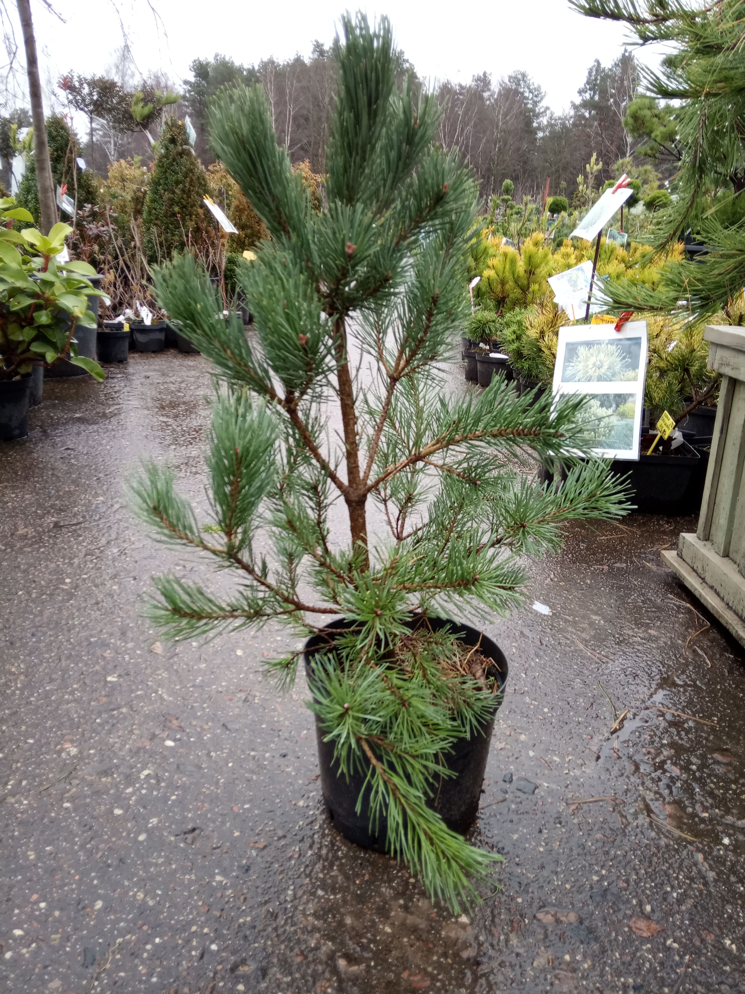 Сосна сильвестрис Ватерери (Pinus sylvestris &lsquo;Watereri&rsquo;), С7,5, выс:95-110 см