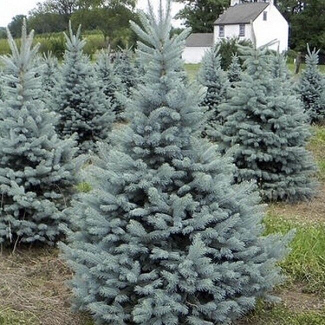 Ель колючая голубая Роял Блю (Picea pungens 'Royal blue'), С35, выс:170 см