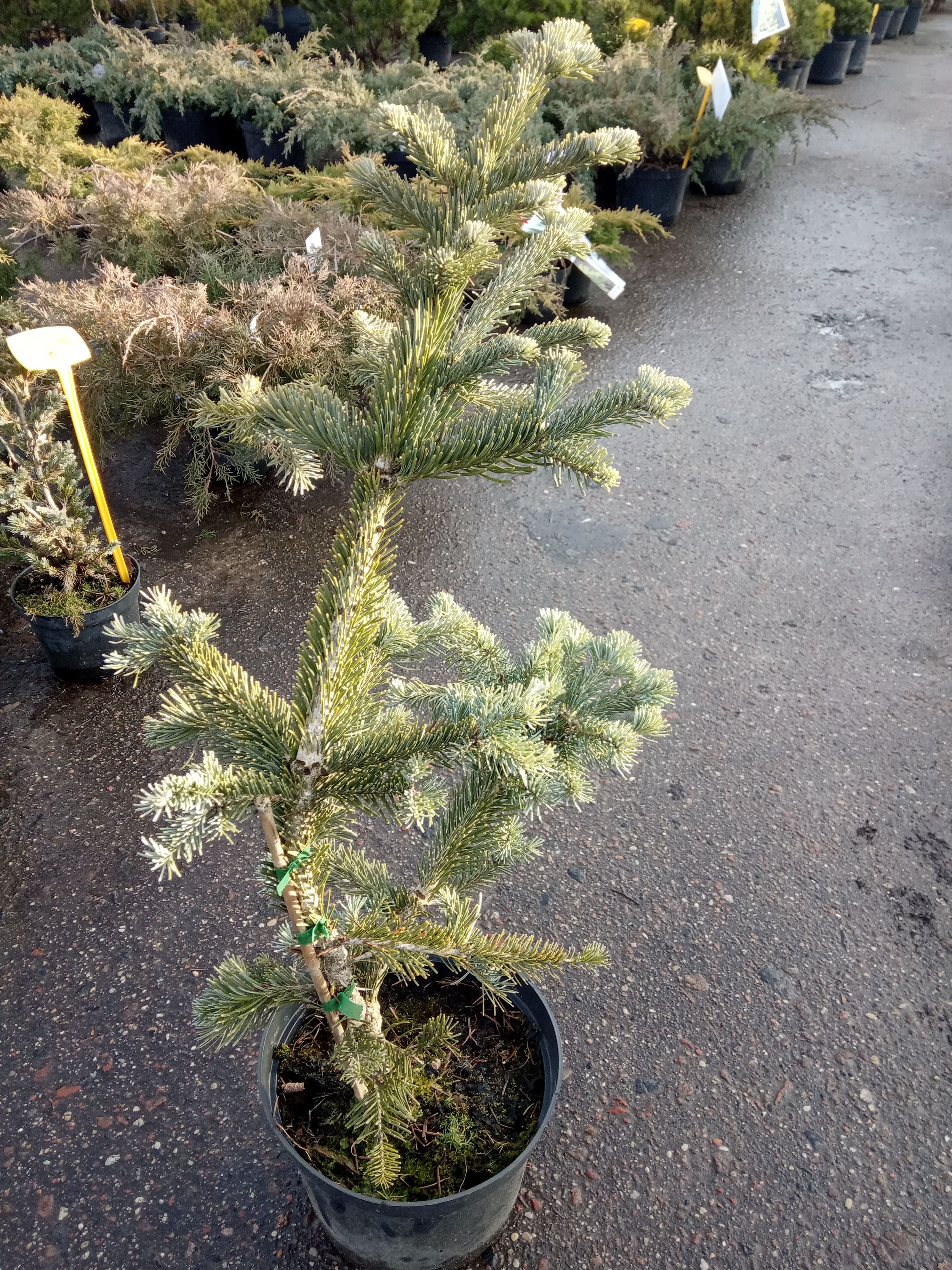 Пихта субальпийская Аргентеа  Abies lasiocarpa Argentea