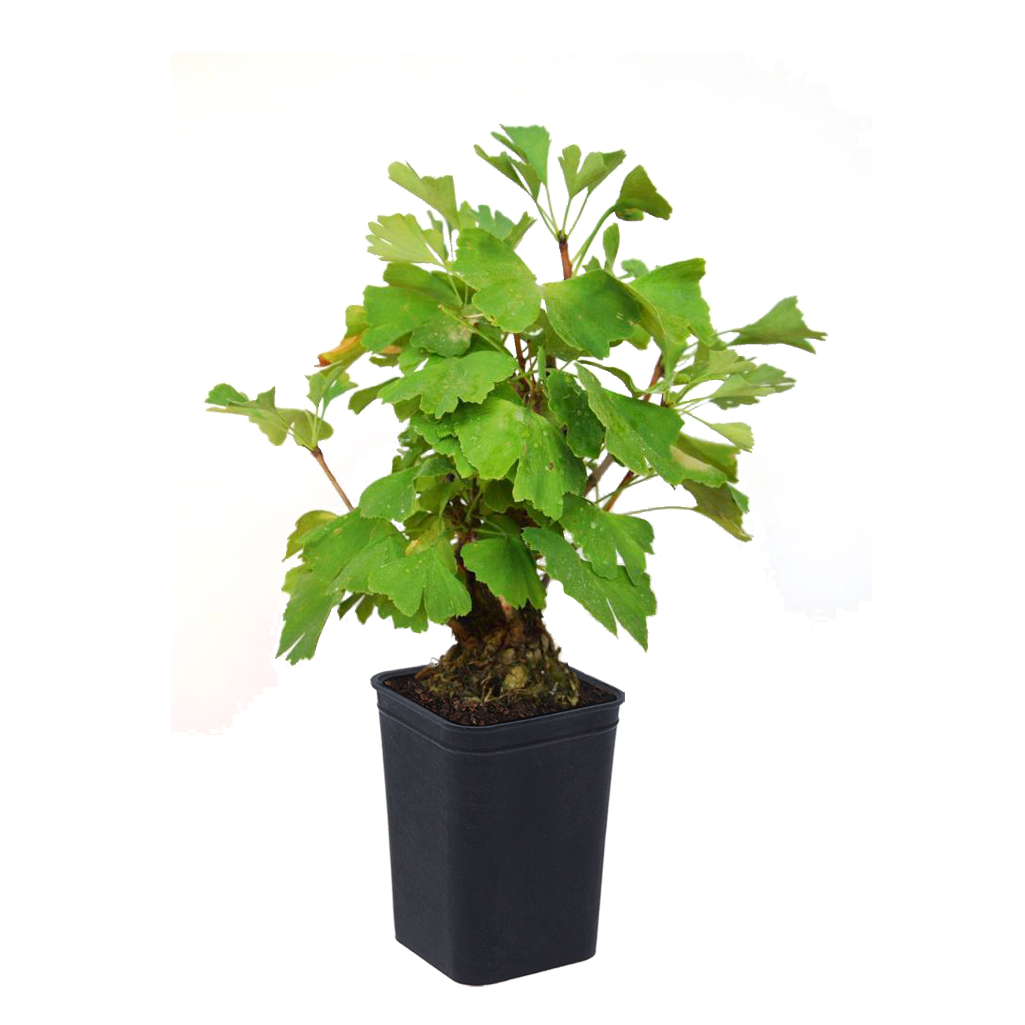 Гинкго билоба (Ginkgo biloba) Menhir, С3, выс: 40-50 см