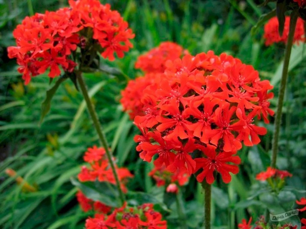 Лихнис Халцедонский (Lychnis chalcedonica) С3
