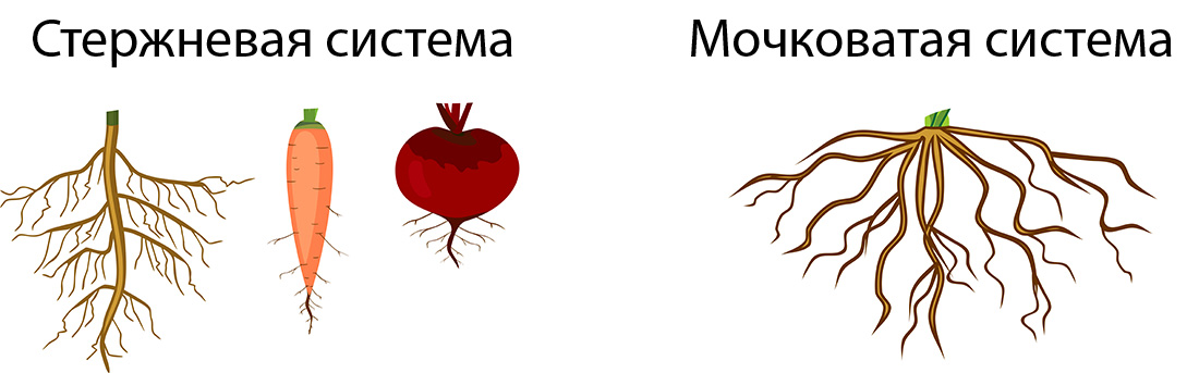 Корневые системы саженцев плодовых деревьев