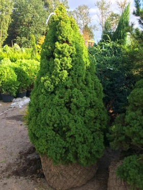 Ель канадская Коника (Picea glauca &lsquo;Conica&rsquo;)С 35 В.110-130 см