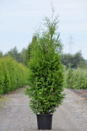 Туя западная Брабант (Thuja occidentalis &lsquo;Brabant&rsquo;) С 3 выс. 60-70 см