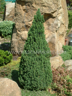 Ель канадская Коника (Picea glauca &lsquo;Conica&rsquo;) С 35 В.90-110 см
