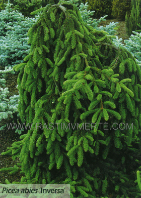 Ель обыкновенная Инверса  (Picea abies  Inversa)