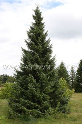 Ель сербская/Оморика (Picea &lsquo;Omorika&rsquo;) С5 В.60-90 см