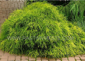 Кипарисовик горохоплодный Филифера Аурея (Chamaecyparis pisifera `Filifera Aurea`) С5