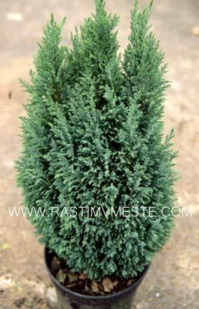 Кипарисовик Лавсона Элвуди (Chamaecyparis lawsoniana &lsquo;Ellwoodii&rsquo;)