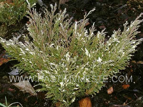 Можжевельник горизонтальный Aндорра Вариегата (Juniperus horizontalis 'Andorra Variegata') С3 В.25-30 см