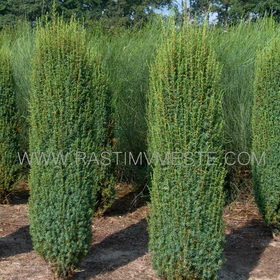 Можжевельник обыкновенный  Хиберника  (Juniperus  communis  &lsquo;Hibernica&rsquo;) С3