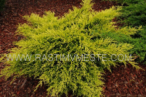 Можжевельник средний  Олд Голд  (Juniperus pfitzeriana &lsquo;Old Gold&rsquo;), С7,5, диам:60-70см